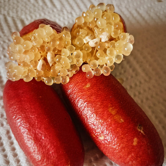 FINGER LIME - ROSSO RC