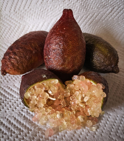 FINGER LIME - SANGUINEA